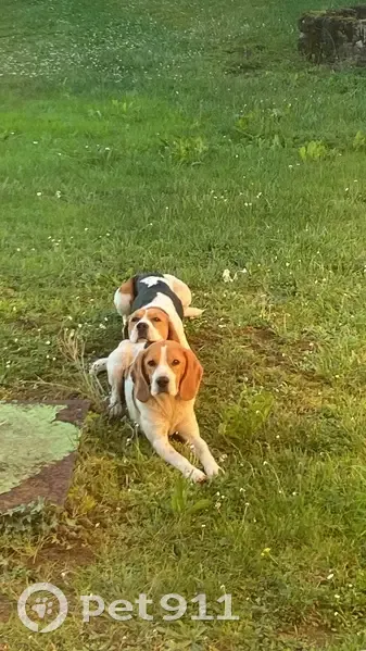 Chien Beagle Perdu à Meyssac - photo