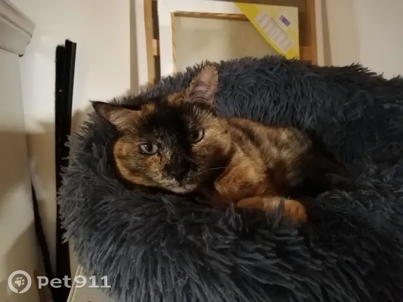 Poppy, chat écaille perdu - photo