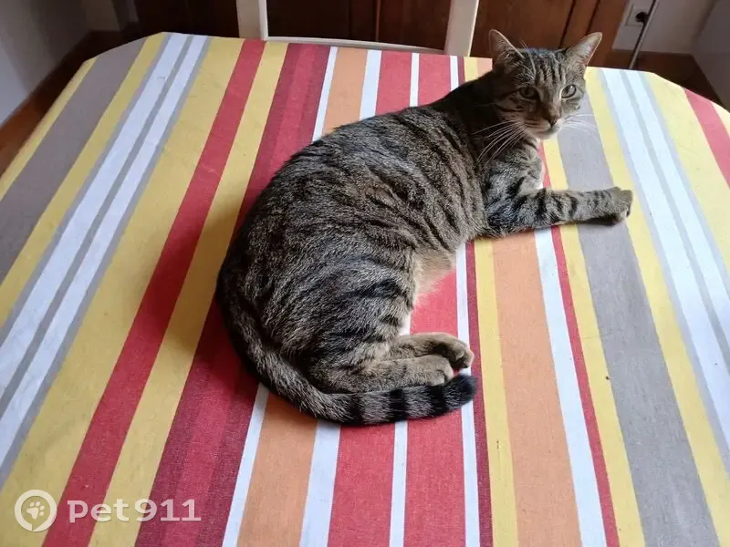 Chat tigré disparu à Bordeaux - photo