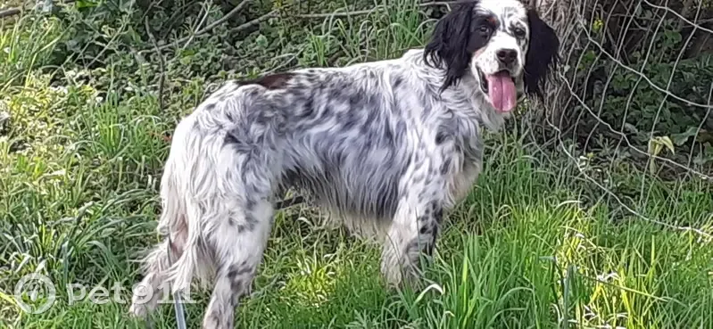 Chien Setter perdu à Labatmale - photo