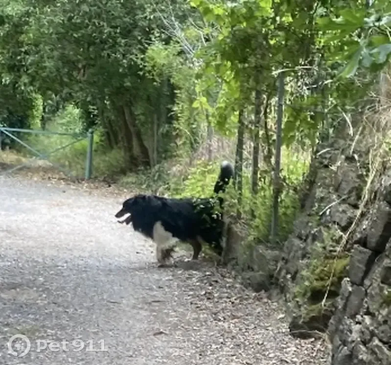 Bouvier perdu au Rouret - photo