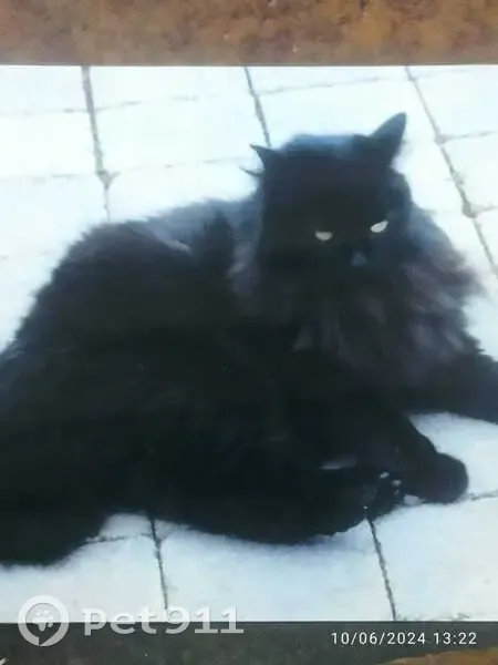 Chatte Saphir Perdue - Rougemontier - photo