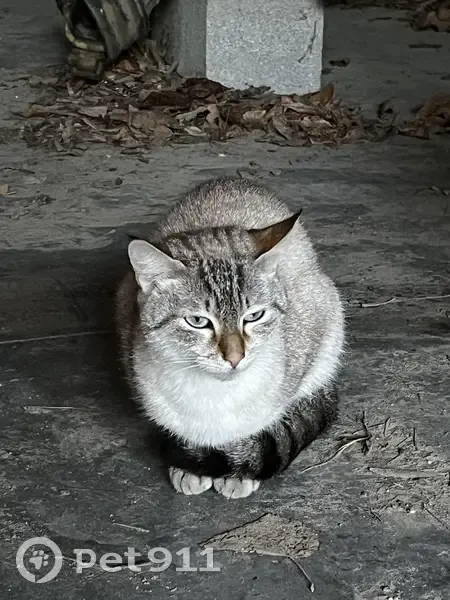 Chaton tigré aux yeux bleus trouvé - photo