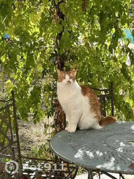 Chatte rousse perdue - Les Angles - photo