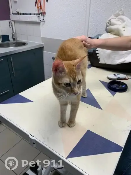 Chatte rousse trouvée à Bègles - photo