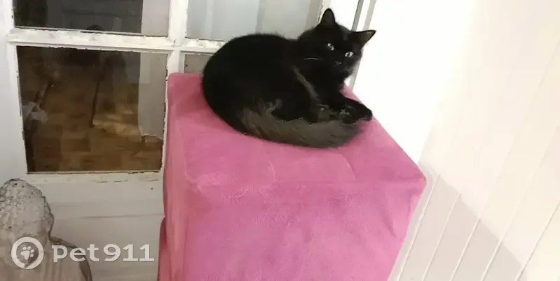 Chat noir perdu à Libourne - photo