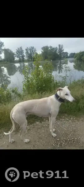 Chien craintif perdu - 0603867811 - photo