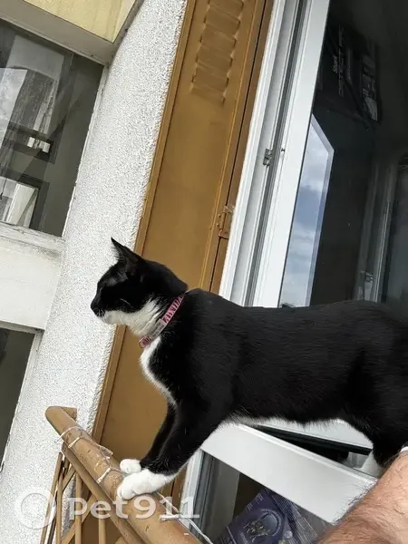 Chatte Chaussettes perdue à Cluses - photo