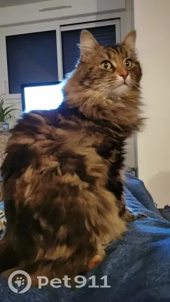 Avis de recherche: Chatte tricolore - photo