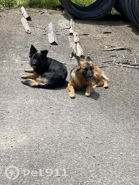 Chiens bergers perdus à Amont-Effreney - photo