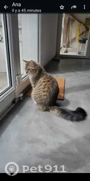 Chatte tigrée perdue à Capbreton - photo