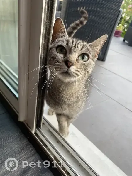 Chat européen trouvé au Mans - photo