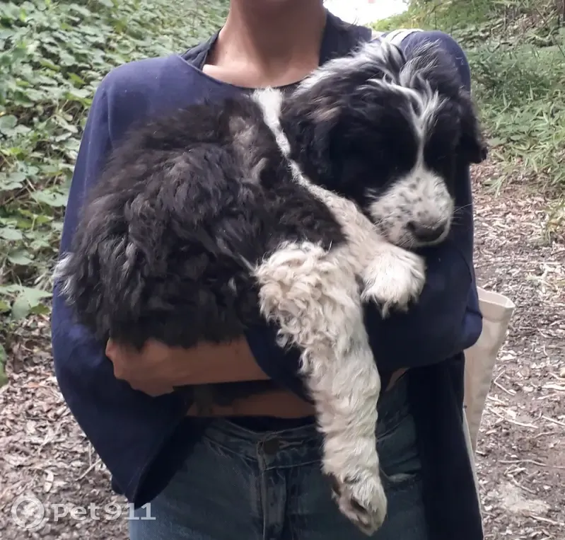 Chiot croisé trouvé à Tournade - photo