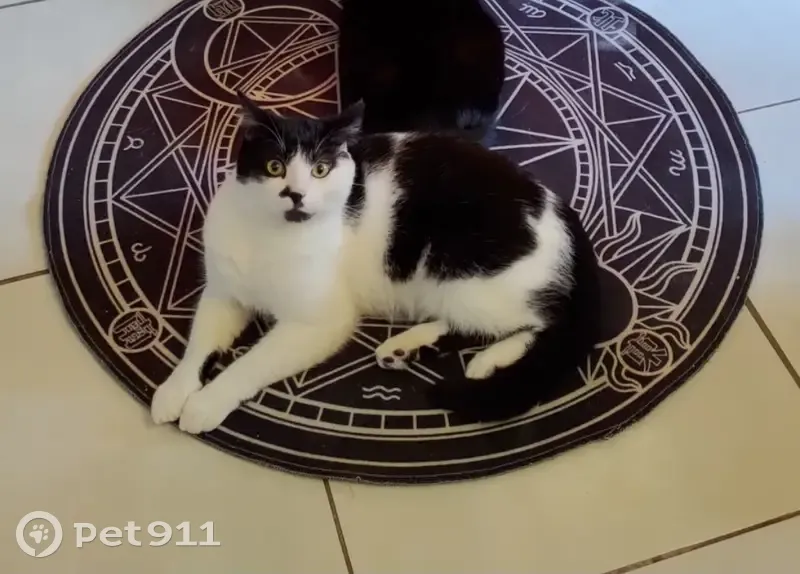 Chat noir et blanc disparu - photo