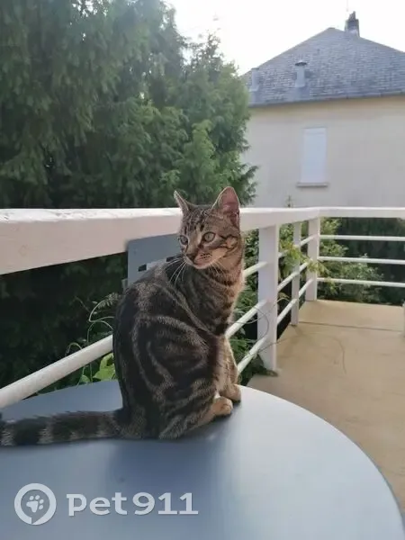 Chaton tabby disparu au Mans - photo