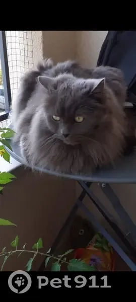 Chat gris perdu aux Accates - photo