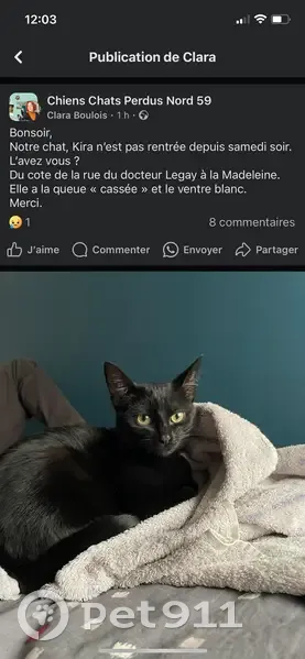 Chat noir tacheté perdu à La Madeleine - photo