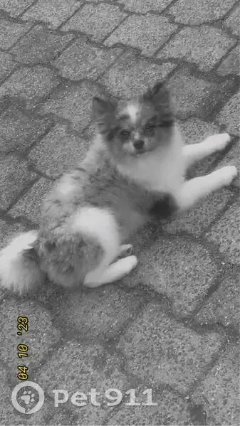 Chien bleu merle perdu à Saint-Lô - photo