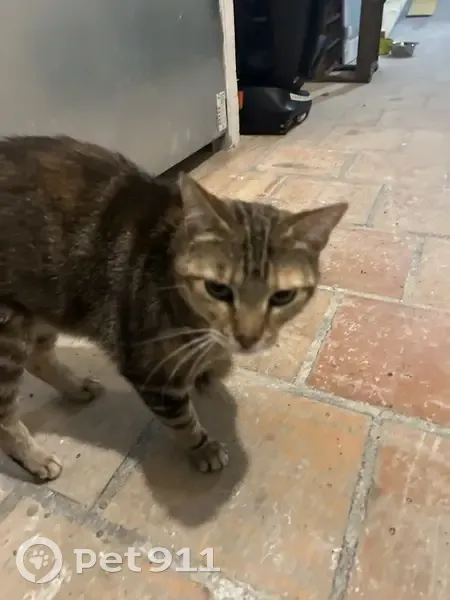 Chat tigré trouvé à Niort - photo