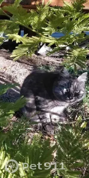 Chat tigré gris perdu à Salin-de-Giraud - photo