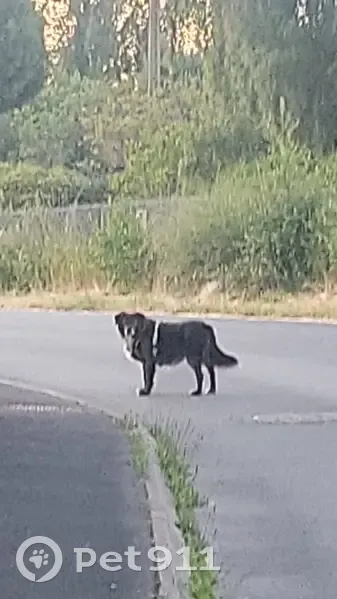 Chien perdu à Grâces retrouvé - photo