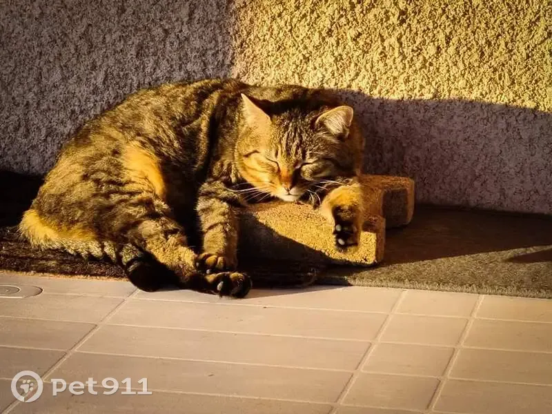Chat Mitzi disparu à Beynost - photo