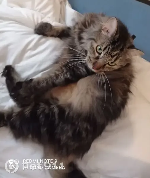Chat noir malade disparu à Yzosse - photo