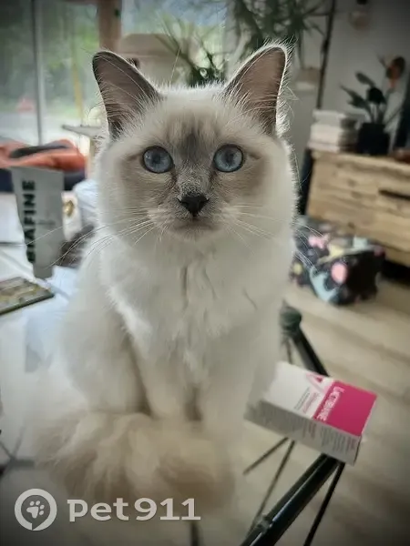 Chatte Tigresse perdue à Velaux - photo