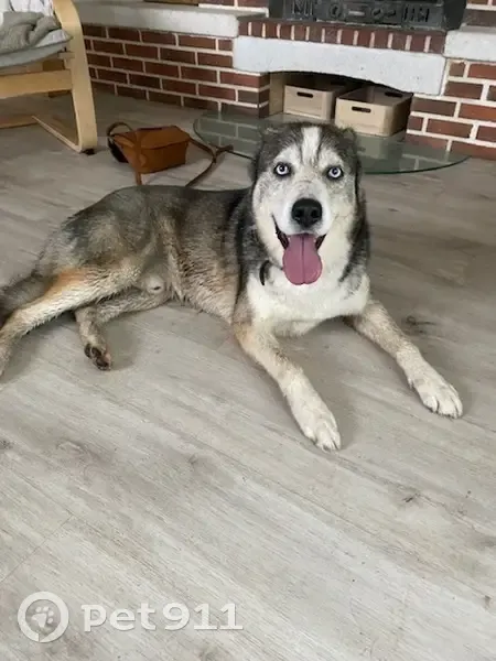 Chien mâle perdu retrouvé à Beugin - photo