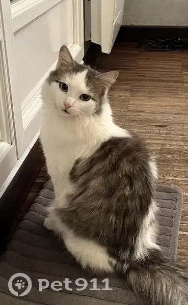 Chatte grise/blanche perdue à Chatou - photo
