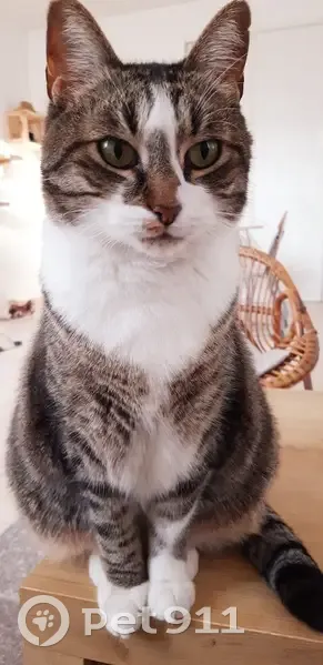 Chat Coda perdu près de la gare - photo