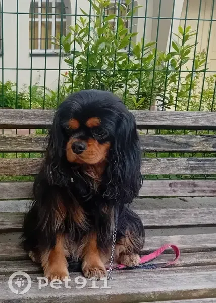 Chienne Cavalier King noire perdue - photo
