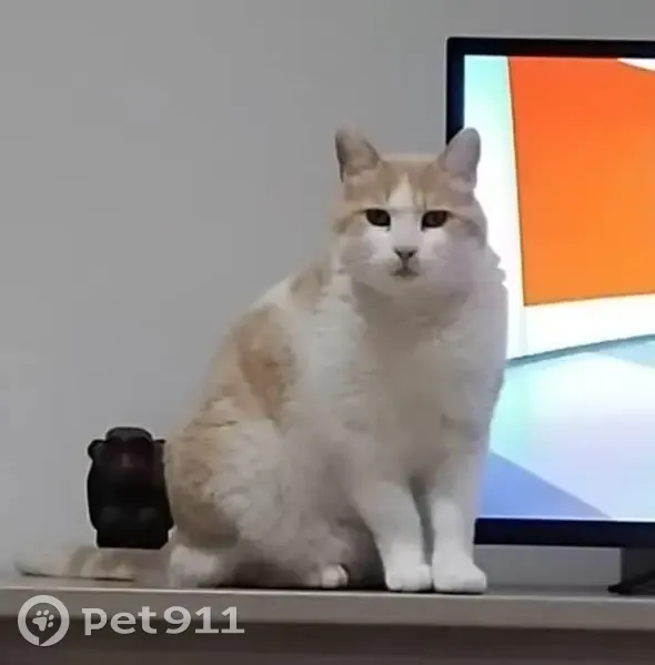 Avis de recherche: Chat égaré - photo