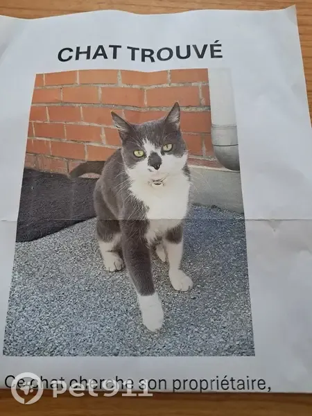 Chat gris et blanc trouvé à Halluin - photo