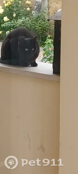 Chat noir sociable trouvé au Val-d'Hazey - photo