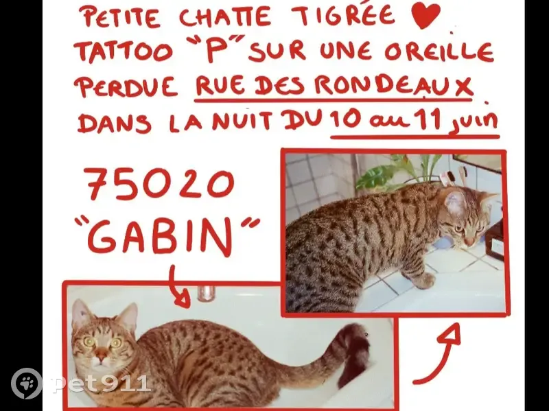 Chatte perdue à Paris, 1.5 ans - photo