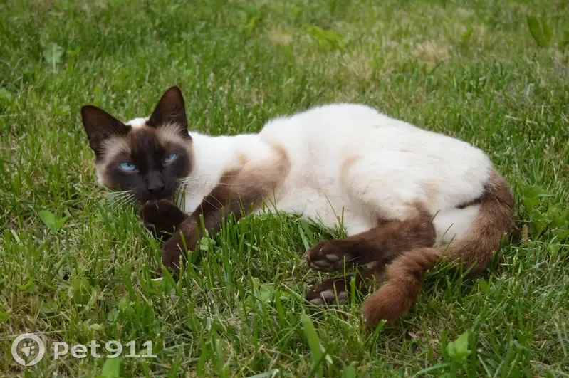 Avis de recherche: Chat siamois - photo