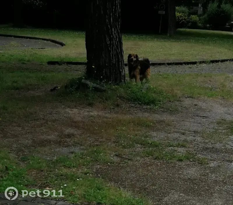 Chien errant observé à Tarbes - photo
