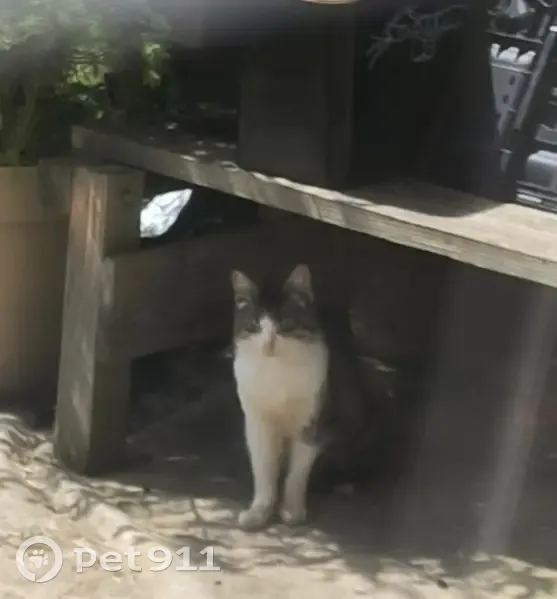 Chatte malade trouvée à Flavignac - photo