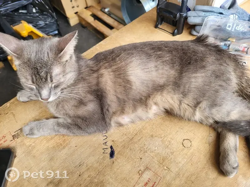 Chatte grise affectueuse trouvée - photo