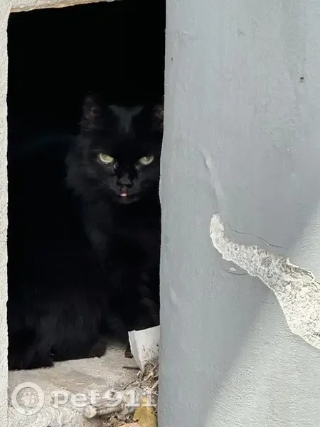 Chat noir aux yeux verts trouvé - photo