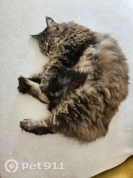 Chatte tigrée perdue à Lunel - photo