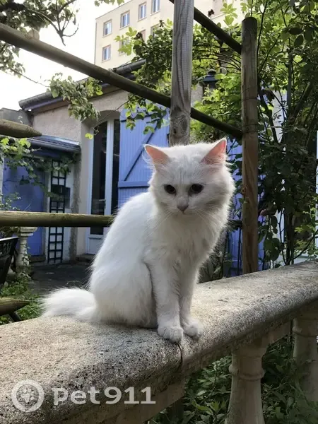 Chat blanc aveugle trouvé à Montreuil - photo