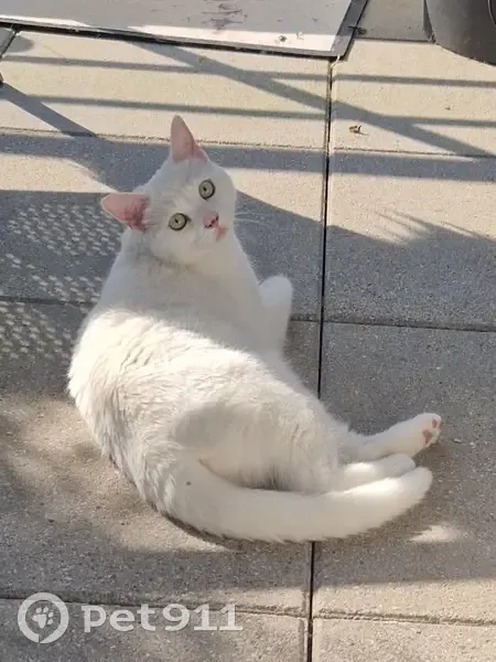 Chatte blanche perdue à Sillingy - photo