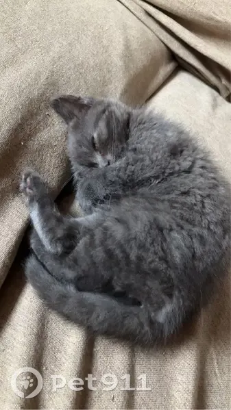 Chaton d'1,5 mois trouvé à Lorgies - photo