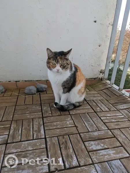 Chat Isabelle perdu, Toulouse - photo