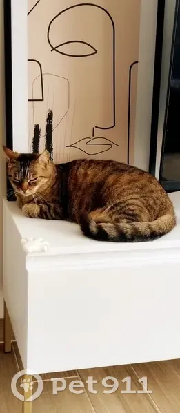 Chat gris-noir perdu au Bouchailloux - photo