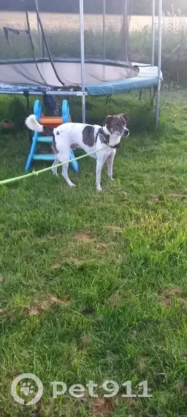 Chien retrouvé à Maulévrier-SG - photo