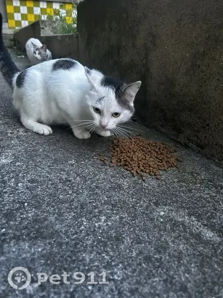 Chat blanc câlin trouvé à Cambrai - photo