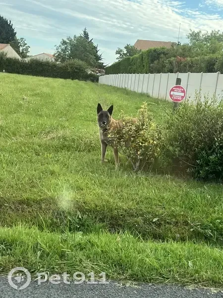 Malinois marron perdu à Blaye - photo
